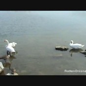 assducks classis fart files disturrbia