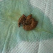 webcam solo scat 0333