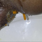 webcam solo scat 0593