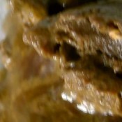 snort my shit piggy hd dirtychanel