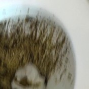 an. fountain brownie hotdirtyivone