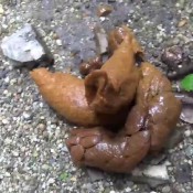 miharu alley poop hd jp fetish merchant