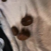 constipation farting on commode hd bigbootypanties