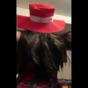 hellstink:alucard makes you fart captive kitsune foreplay