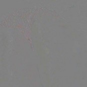 cum on my ass hornylily