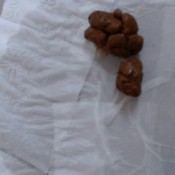 shit comes out of my ass hd lucybelle