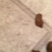 ms.mocha`s various shits 4 (8scenes) voodoovixen