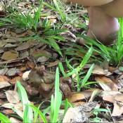 jungle poop! hd tegan