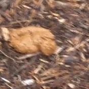 anni-trinity - shit outdoor