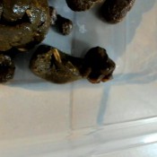 sweet poop time lucybelle