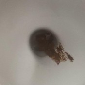 big shit on the toilet hd your_mariam