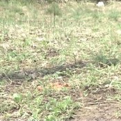 kaviar amateur no.70 sg-video