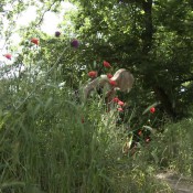 kaviar amateur no.124 hd sg-video