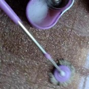 cleopatrax19 after shitting you have to clean