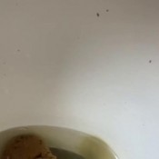 huge afternoon dump xshayxshayx