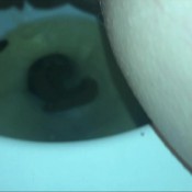 toilet diary shark week edition hd evakokoro