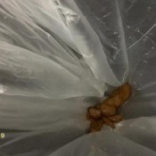 someone`s in shower, shit in trash hd marinayam19