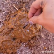 kamasutracandy juice on the cock stroke it good for me kamasutra candy