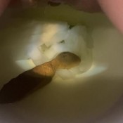 Yourfavoritefartgirl Knocknocknock On The Door