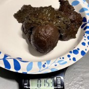 target practice pulsiferpaprocki