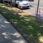 Mysluttyeviltwin Lenamaek Public Poop Tea Drinking Lena Mae