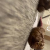 Fetishqgirl Thick Log Release Standing Up