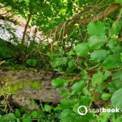 Kittyskatt Fertilizing The Apple Tree Kitty Klitt