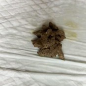 Misty_phoenix Wet And Dirty