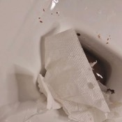 Kitty Skatt - Huge Urgent Toilet Lid Log Kitty Klitt