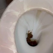 Dulceemarsex Listen To How My Ass Sounds When It Shits Some Farts And A Good Shit For You