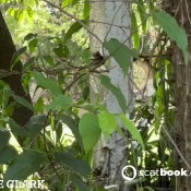 Elle Clark Shitting In Public Place