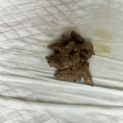 Misty_phoenix A Soft Pile With Bits And Pieces