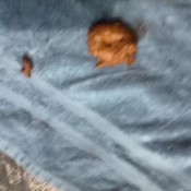 Bootygirl229 Full Toilet Routine And Hairy Pussy Armpit Worship