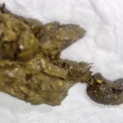 Joi To My Shit Lily Ann YourLittleWhore