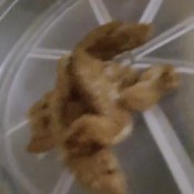 Poop And Taste Lamia Dark