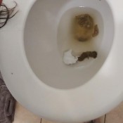 Spookisideshow Hard Poops