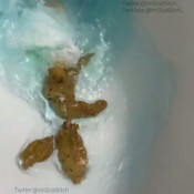 Imscatbitch_ You Love This Shitty Ass