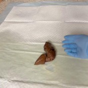 Goddesslolamonae On All Fours Goddess Lola Monae