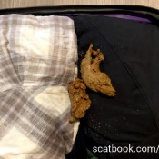 I Shit In Your Suitcase Thebrooknextdoor