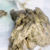 Vidafoxx Intense Farting Talking Dirty And Pooping For A Fan