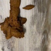 Iamkapri Led Glow Remote Controlled Ass Plug Scatt Kapri Styles