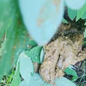 Elurasavage Fertilizing My Garden