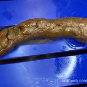 Bulging Butthole - Birthing A Big Hard Shit Pulsiferpaprocki