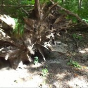 Naturalscatgirls Clip738