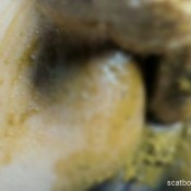 Alexareyez How Rich Would You Like Lick Everything About Me Alexa Reyez