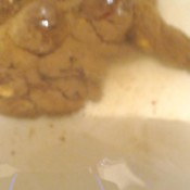 Dirty Lesbians Long Natural Shit