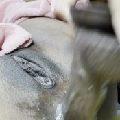 Hellaunik Hellaunik Anal