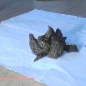 Naturalscatgirls Clip735